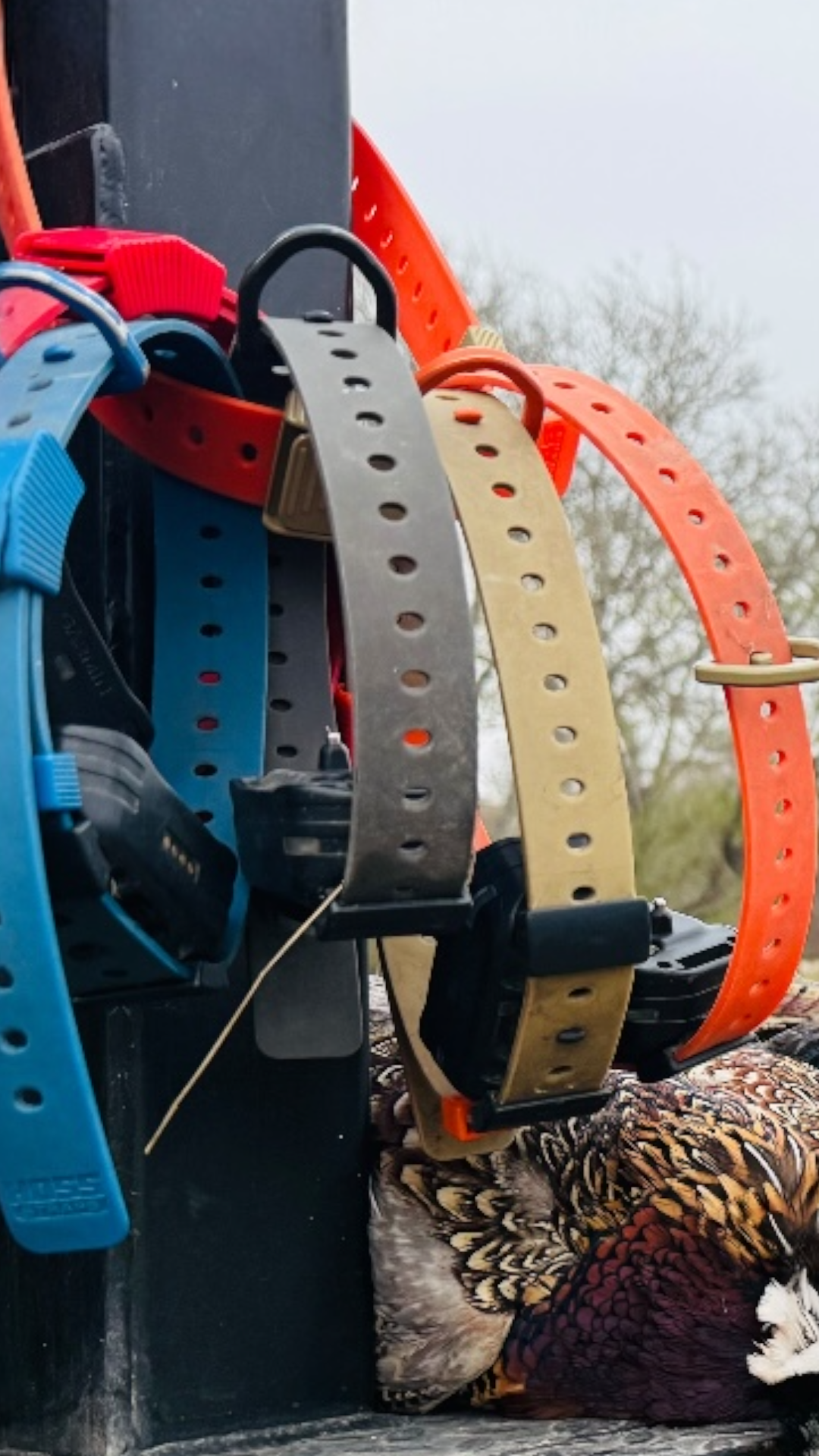 Hoss collars hanging from field gear