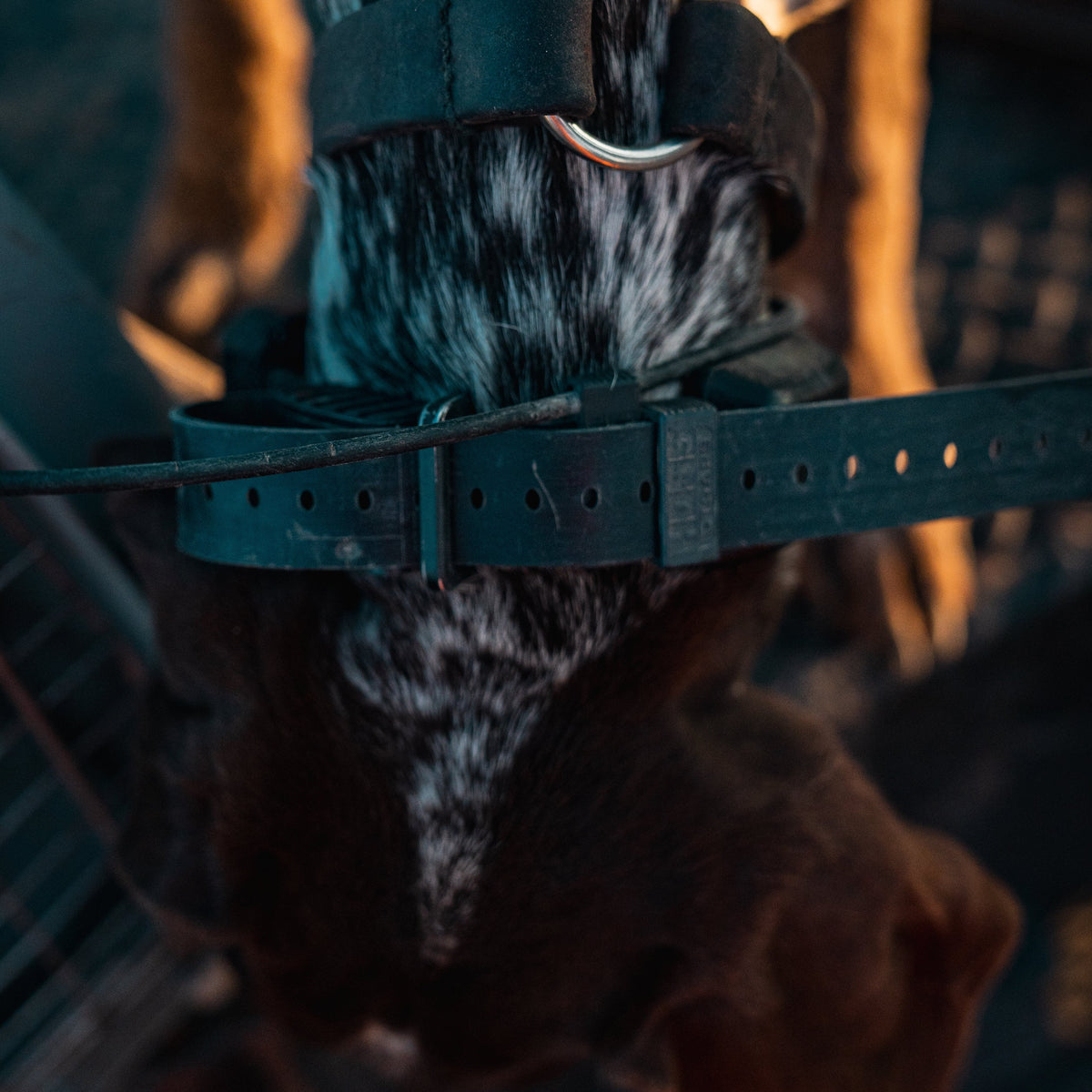 Dog wearing a Hoss strap and collar device, rear view