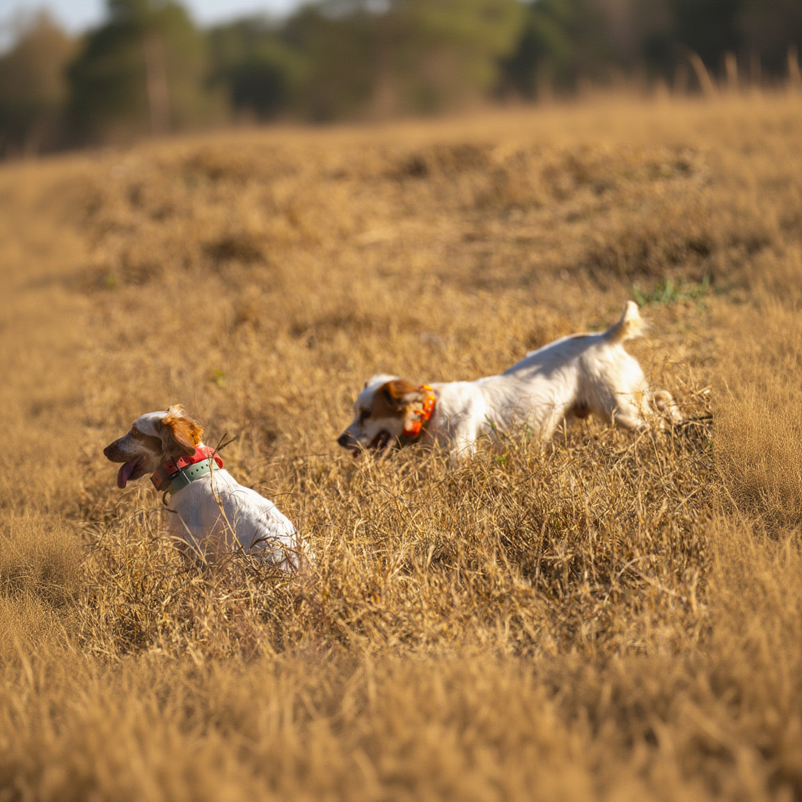 Dogs running through a field wearing Hoss collars