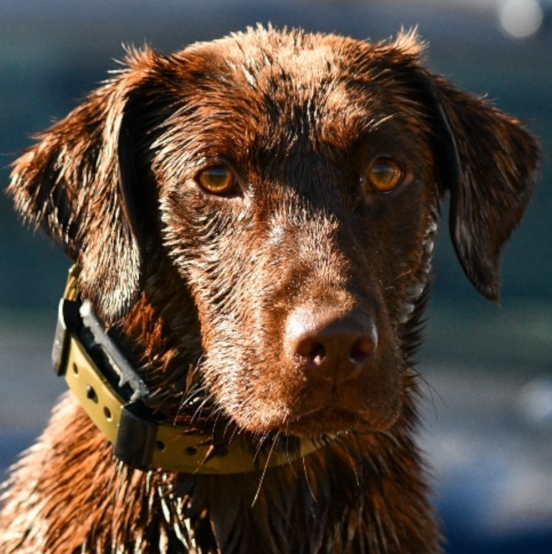 Close-up of a dog wearing a Hoss training-collar setup
