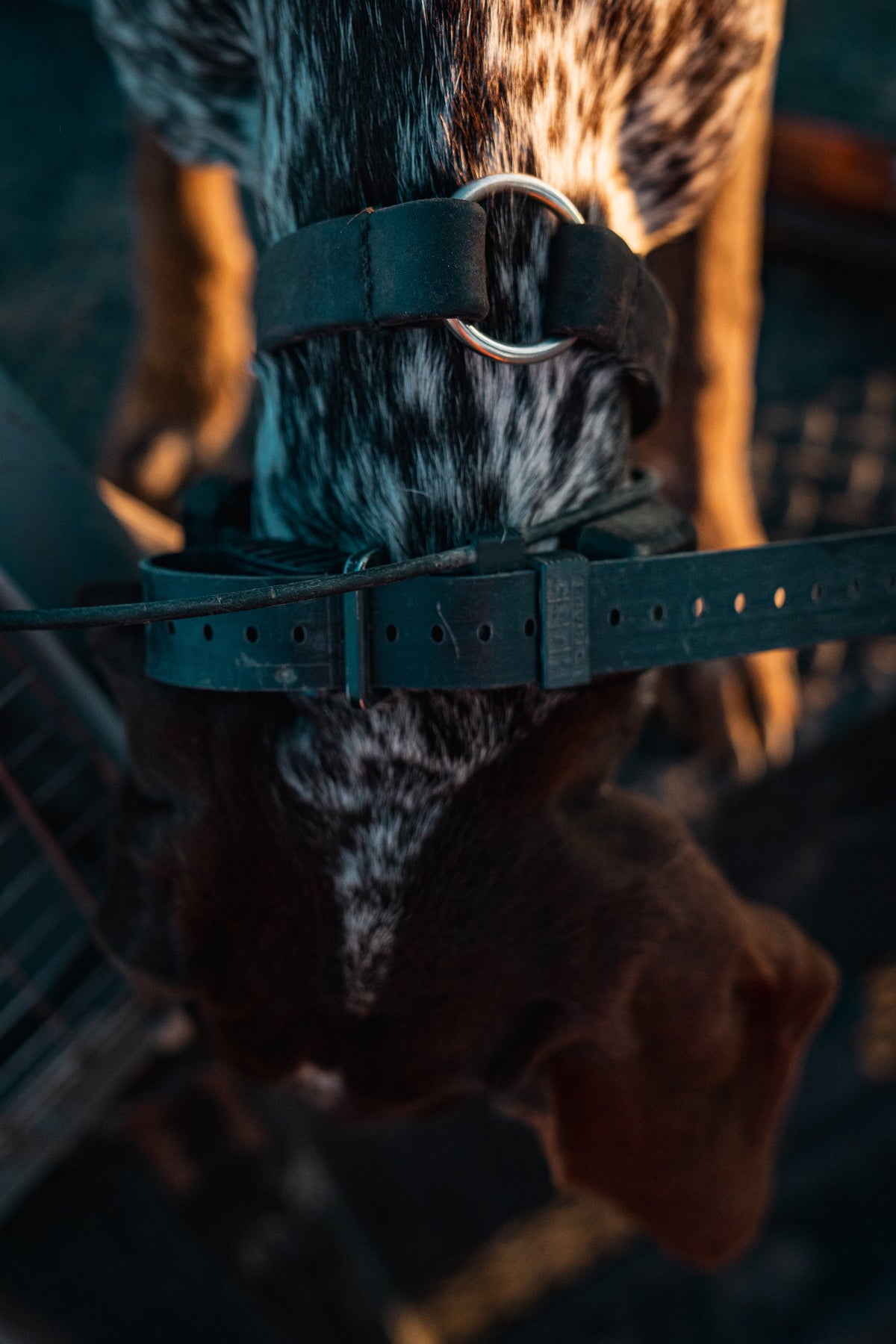 Dog wearing a Hoss collar, viewed from behind