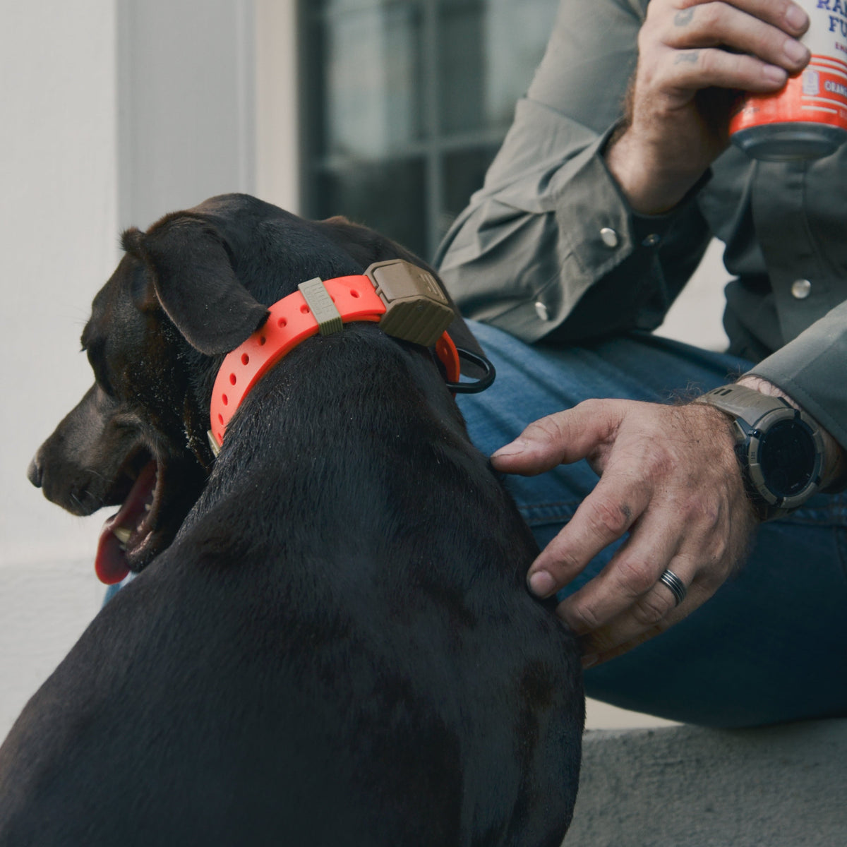 Handler adjusting a Hoss collar on a black dog