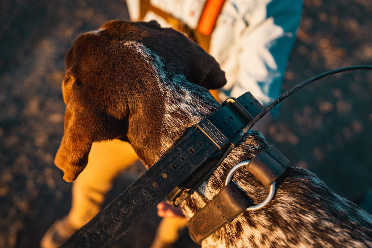Dog wearing a Hoss tracking-collar strap kit outdoors