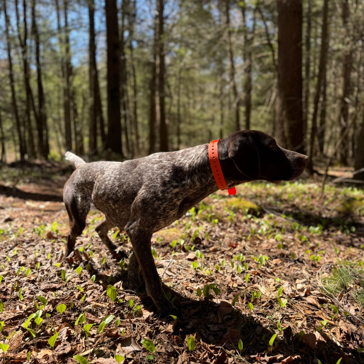 Dog wearing an orange collar in woodland