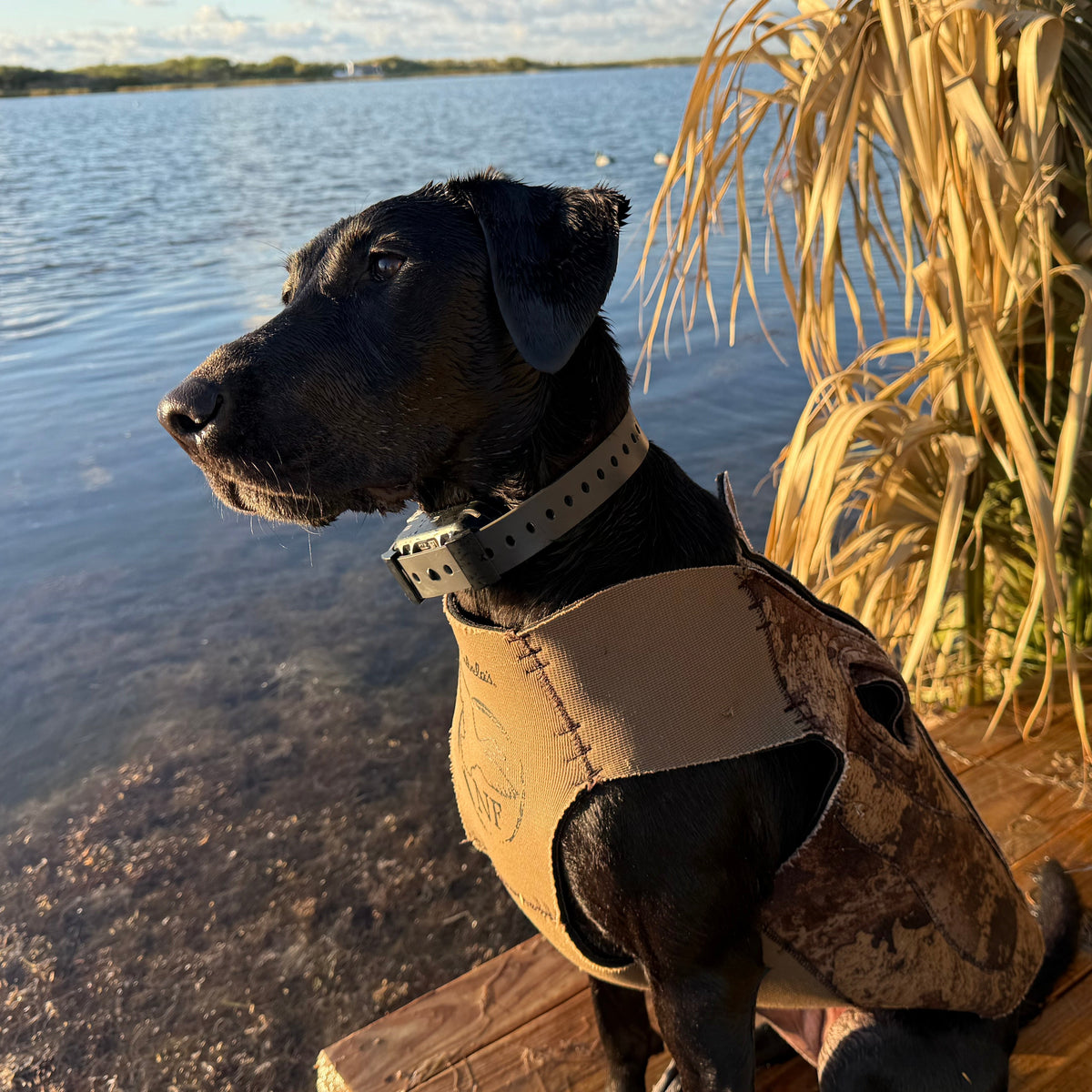 Dog wearing a Hoss collar setup outdoors