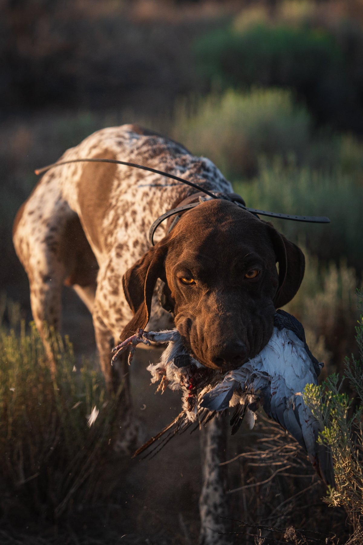 Dog wearing a Hoss e-collar strap, profile