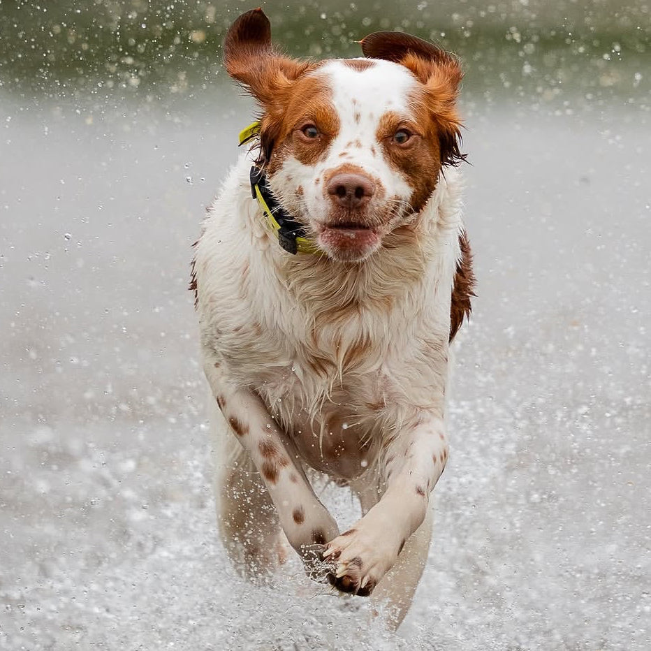 Dog wearing a Hoss collar while running through water