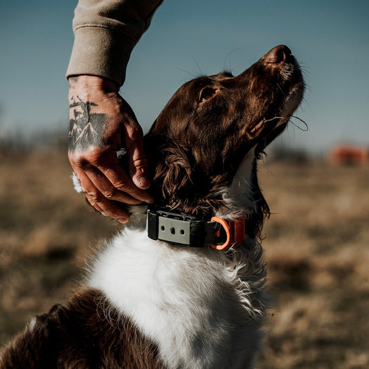 Handler petting a dog wearing a Hoss training-collar setup