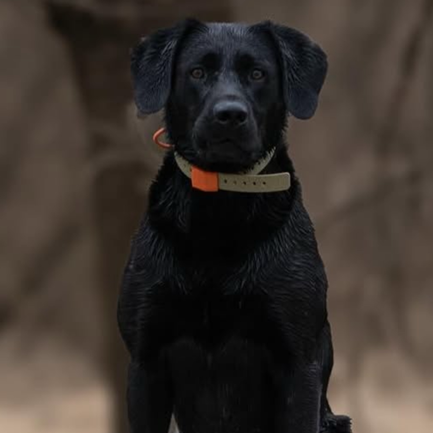 Black dog wearing a Hoss collar, portrait