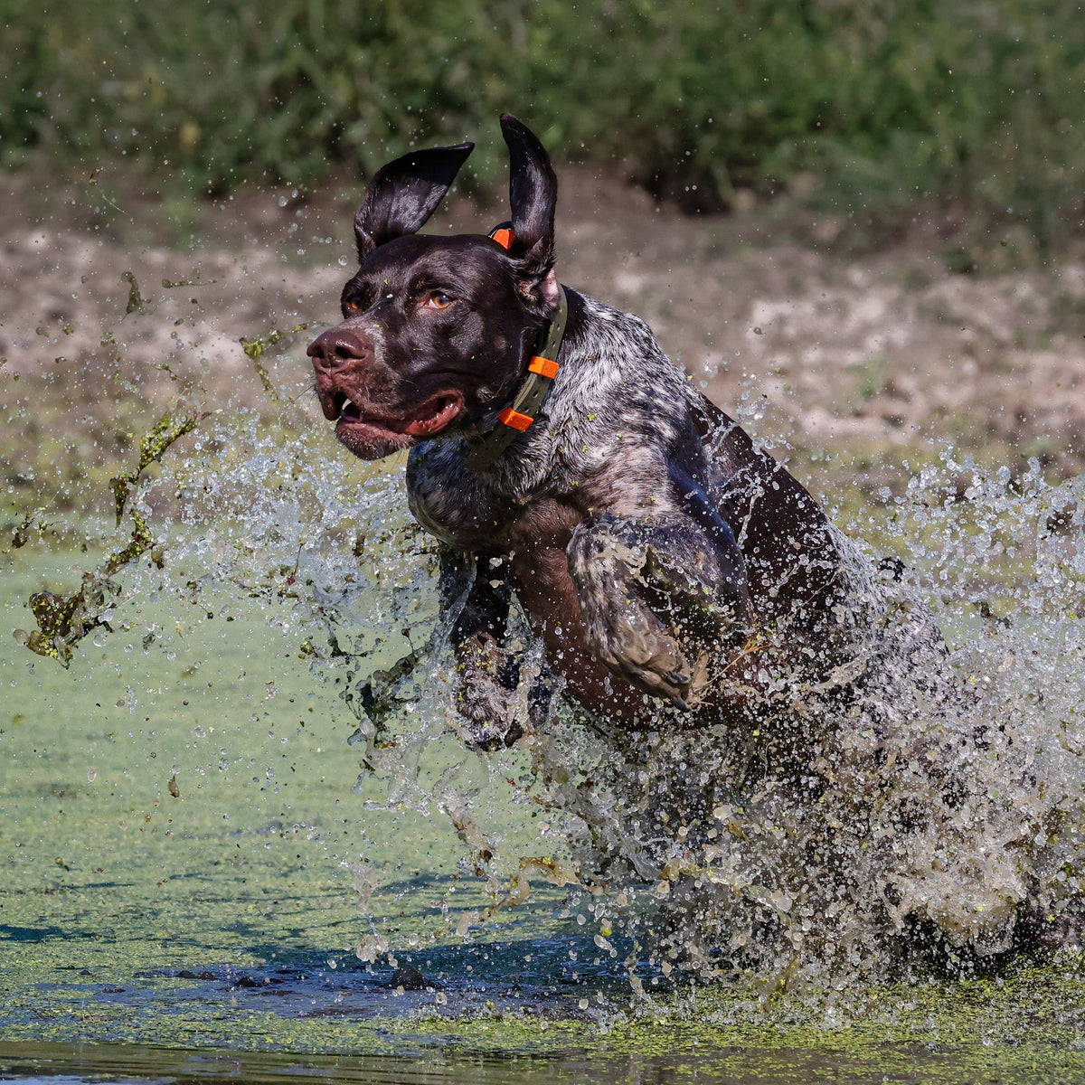 Dog wearing a Hoss collar while running through water