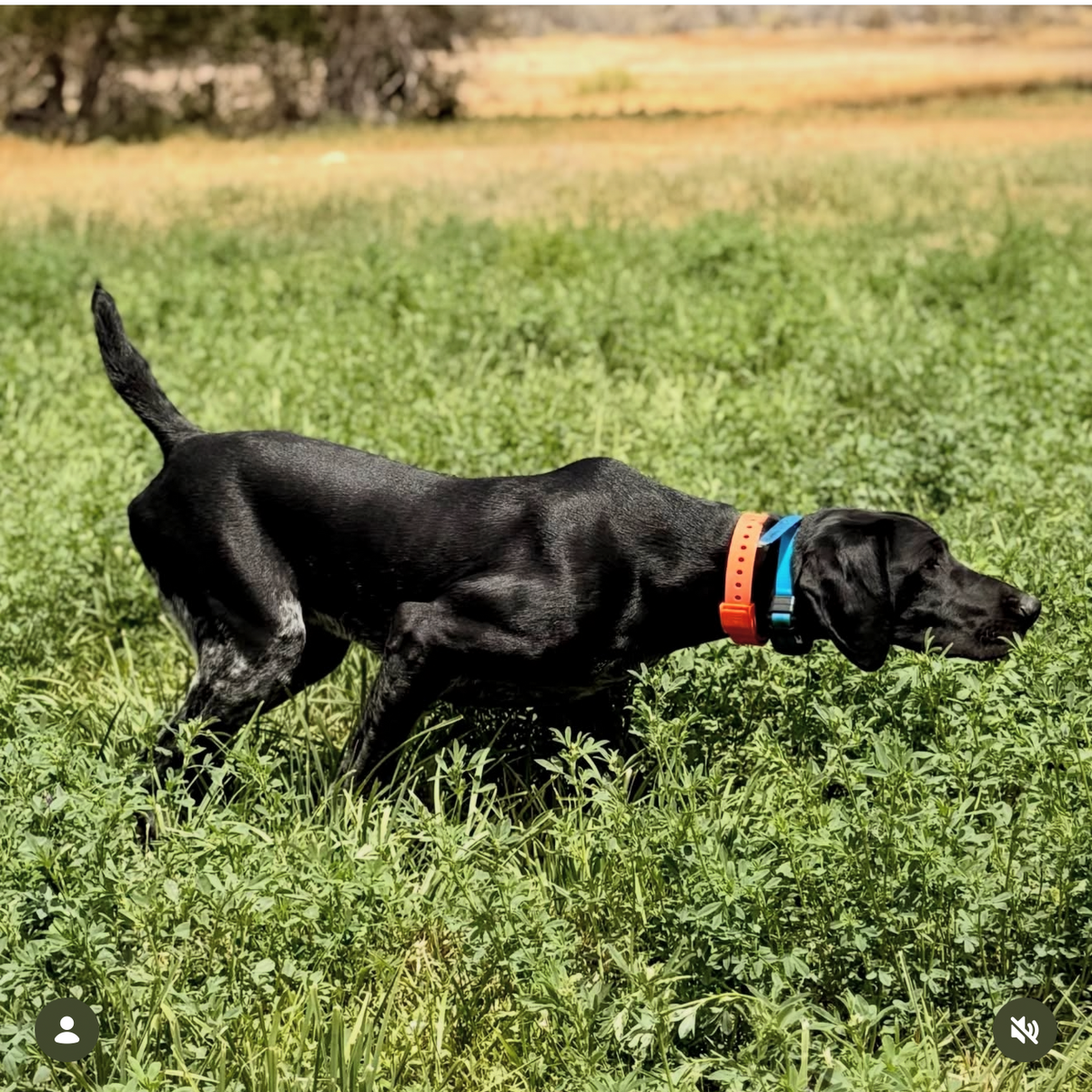 Black dog wearing a Hoss collar in a field