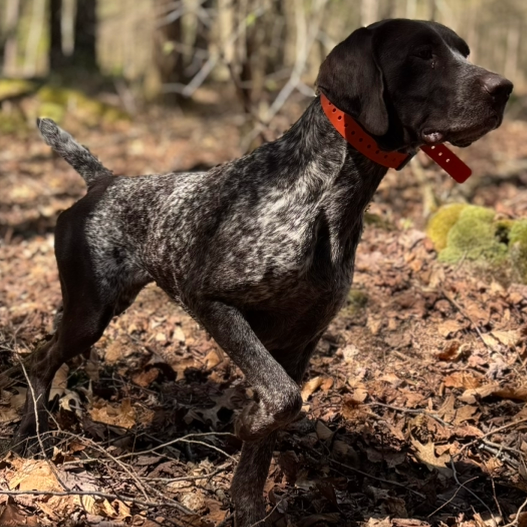 Dog wearing a Hoss collar in woodland