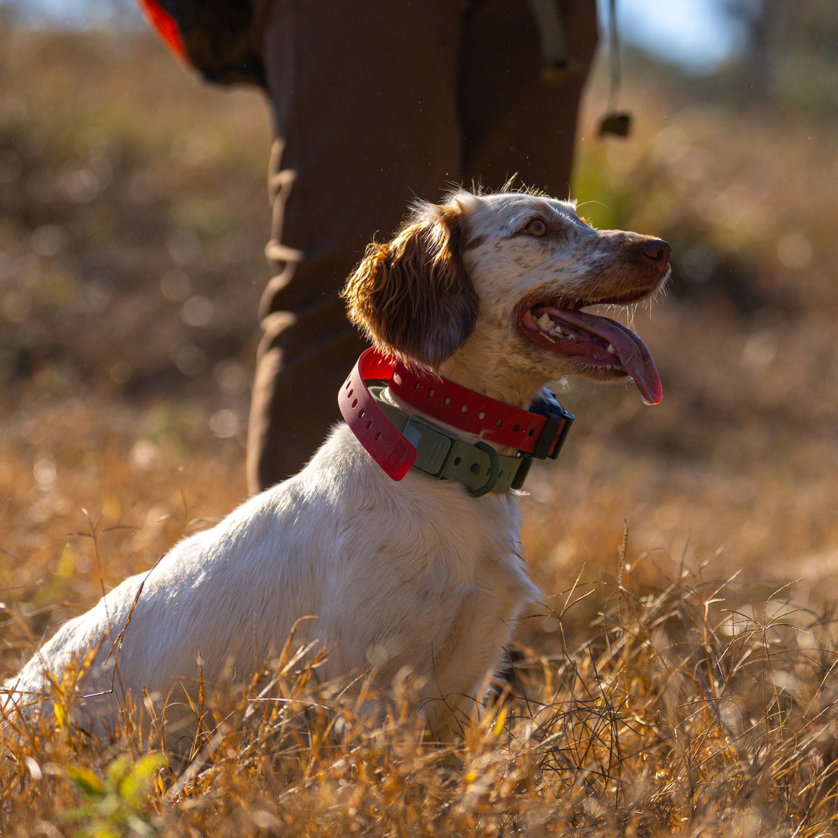 Dog wearing a Hoss training collar in a field
