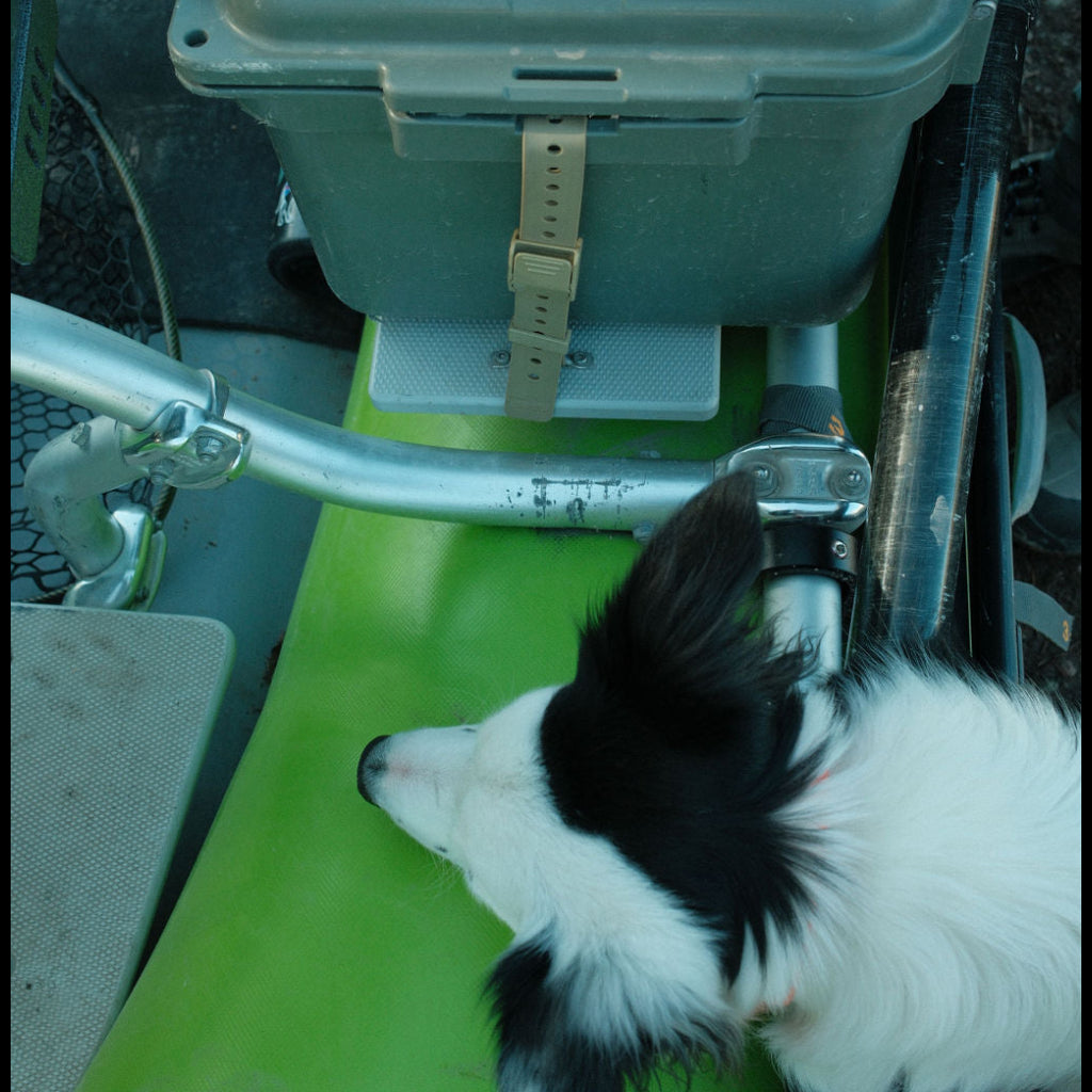 Hoss gear strap securing stacked coolers beside a dog