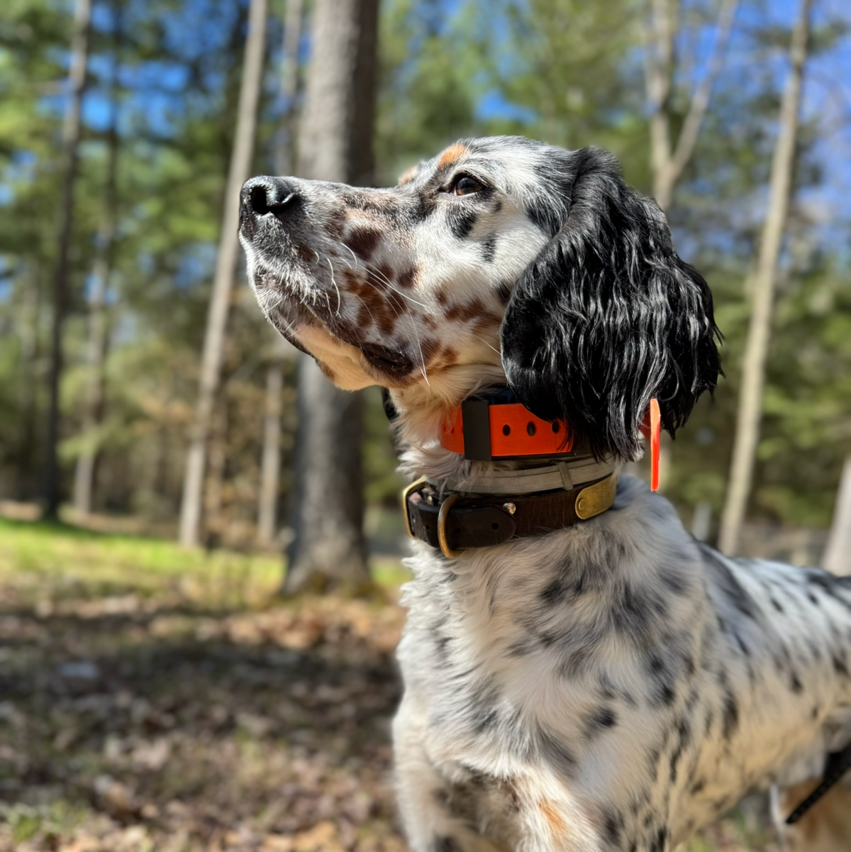 Dog wearing a Hoss training collar in woodland
