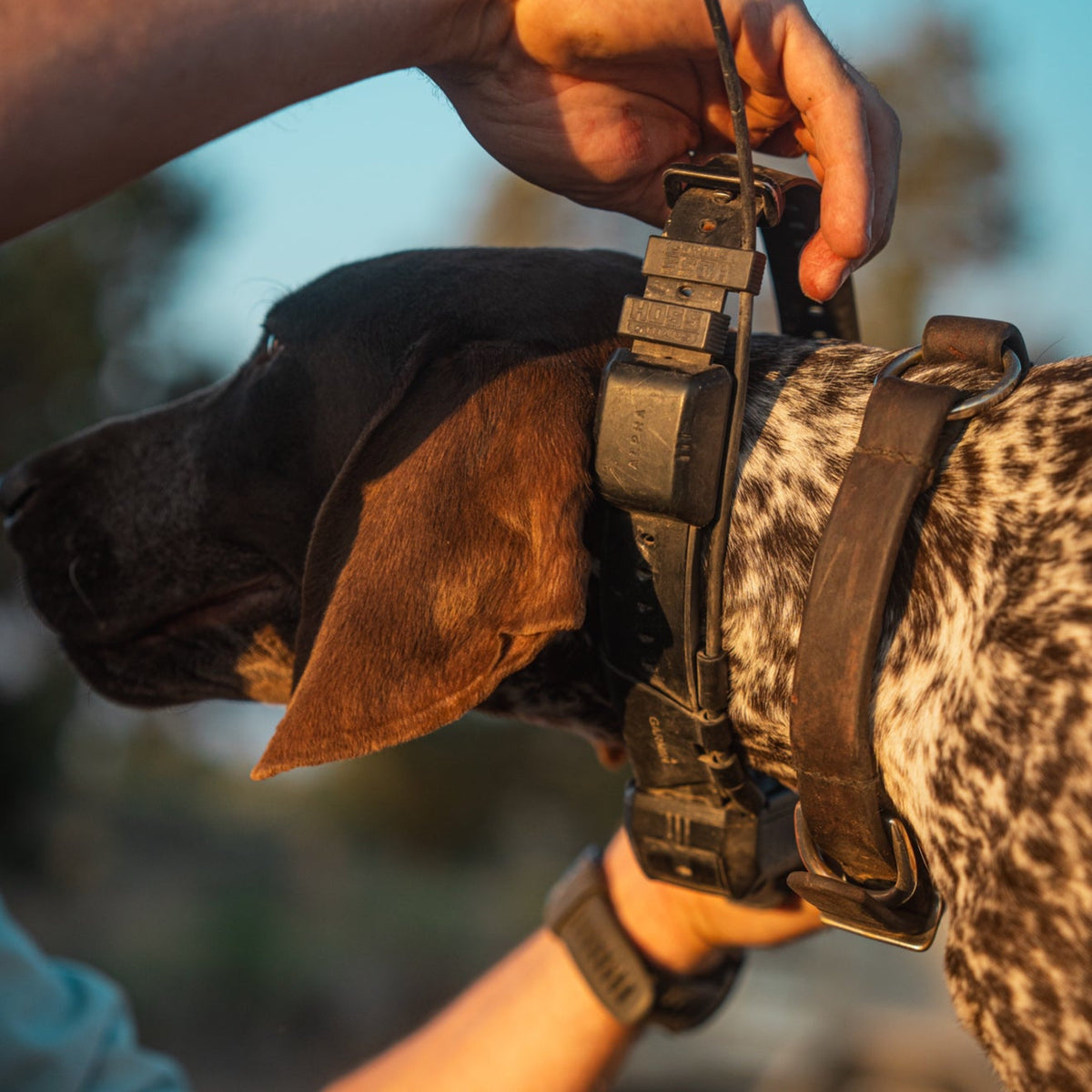 Close-up of a Hoss replacement e-collar strap on a dog's neck