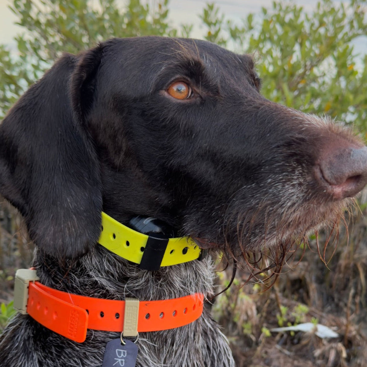 Dog wearing yellow and orange Hoss collars