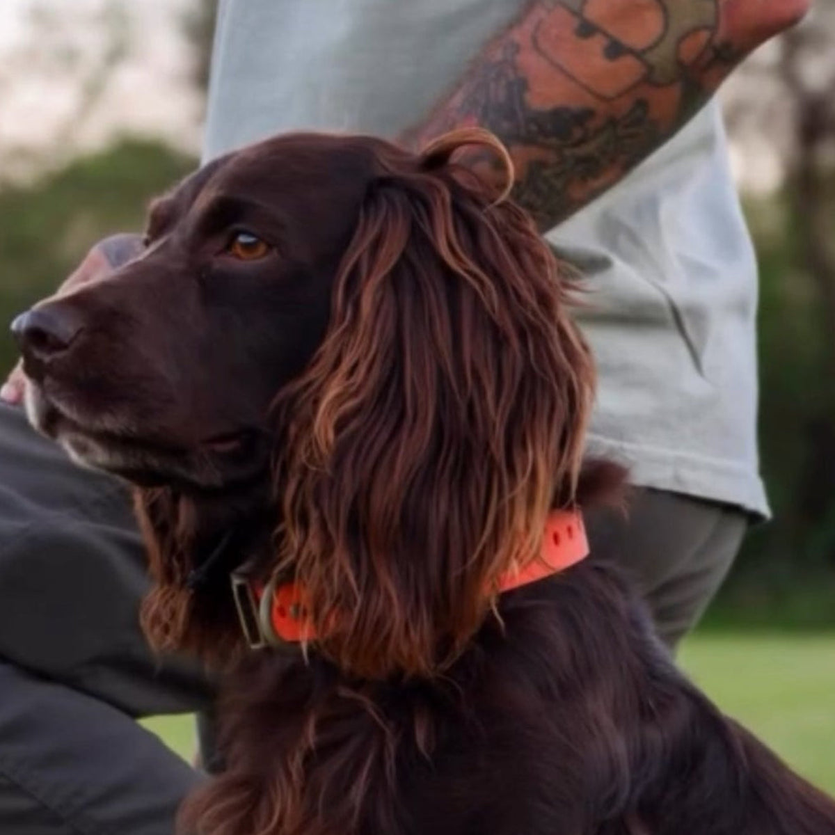 Dog wearing an orange Hoss field collar