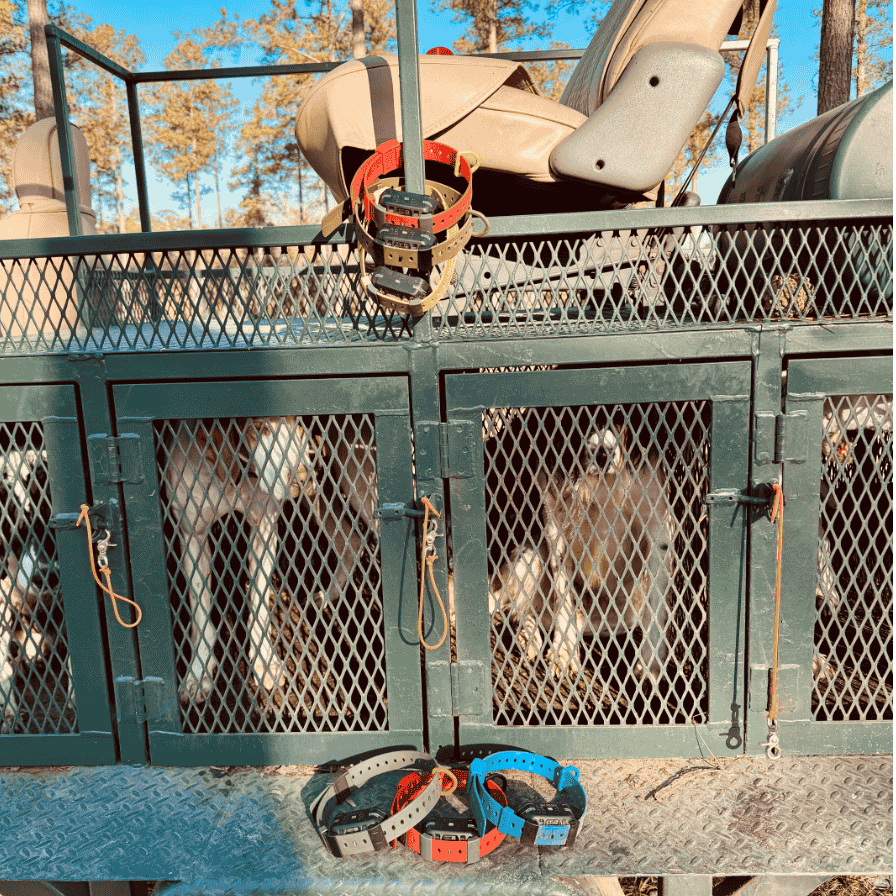 Hoss collars and dog gear hanging beside kennels