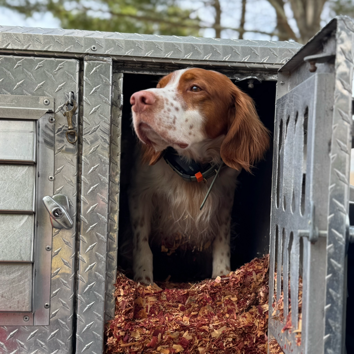 Dog in a crate wearing a Hoss collar