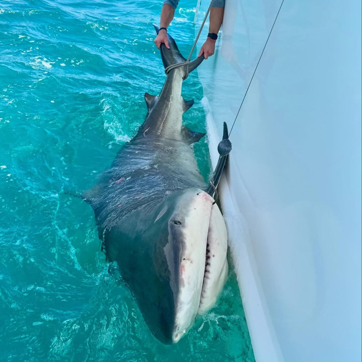 Shark in the water beside an angler using a Mustad rig